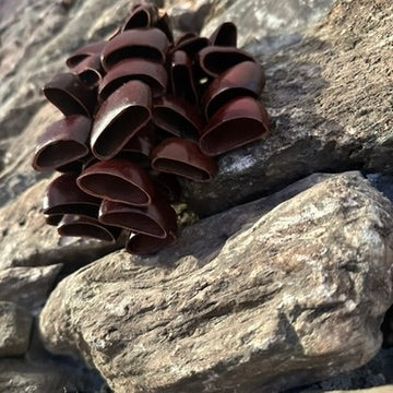 Sea Rattle