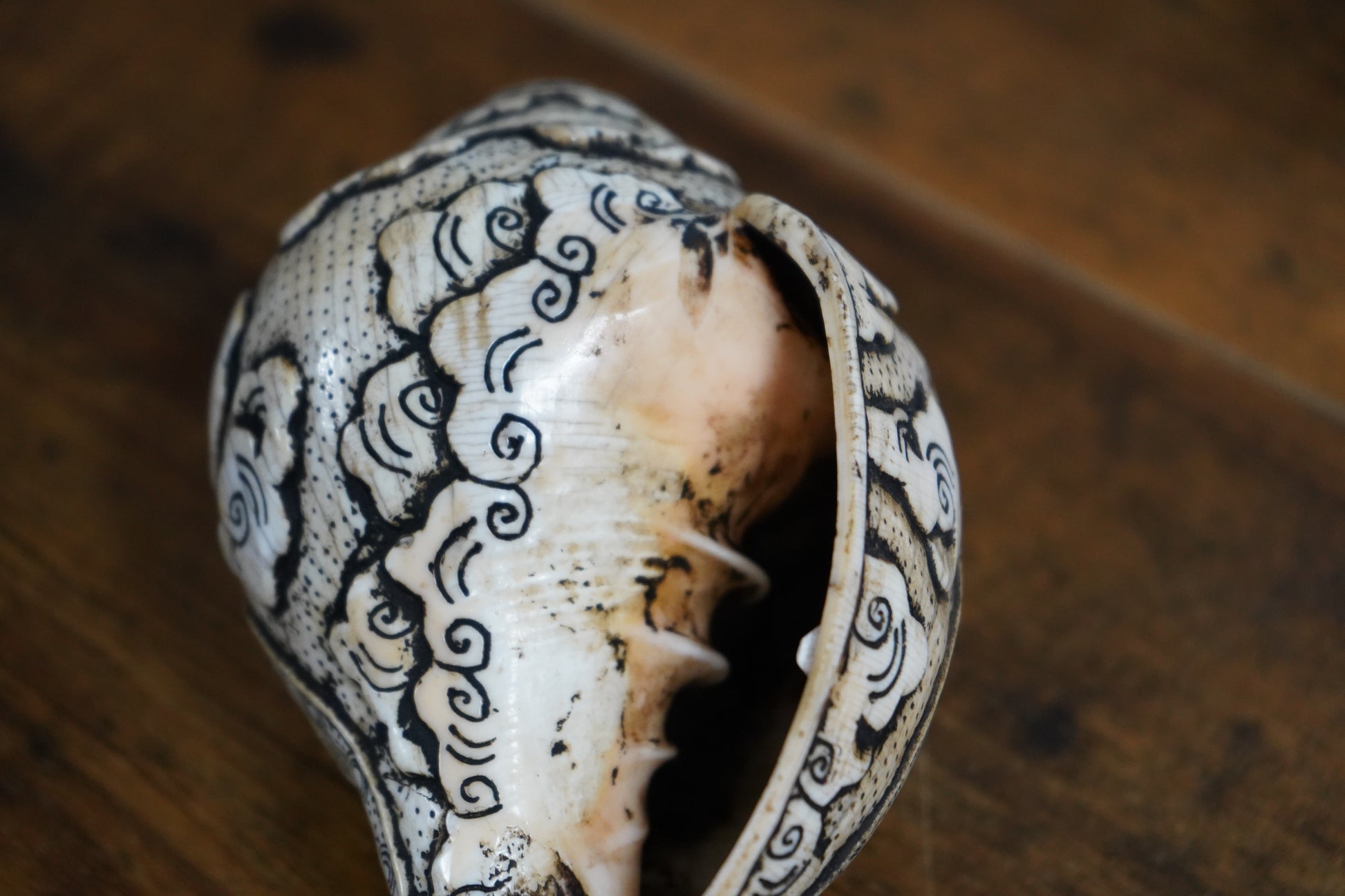 Vishnu "Shankha" Conch, Handcarved Ritual and Ceremonial Piece