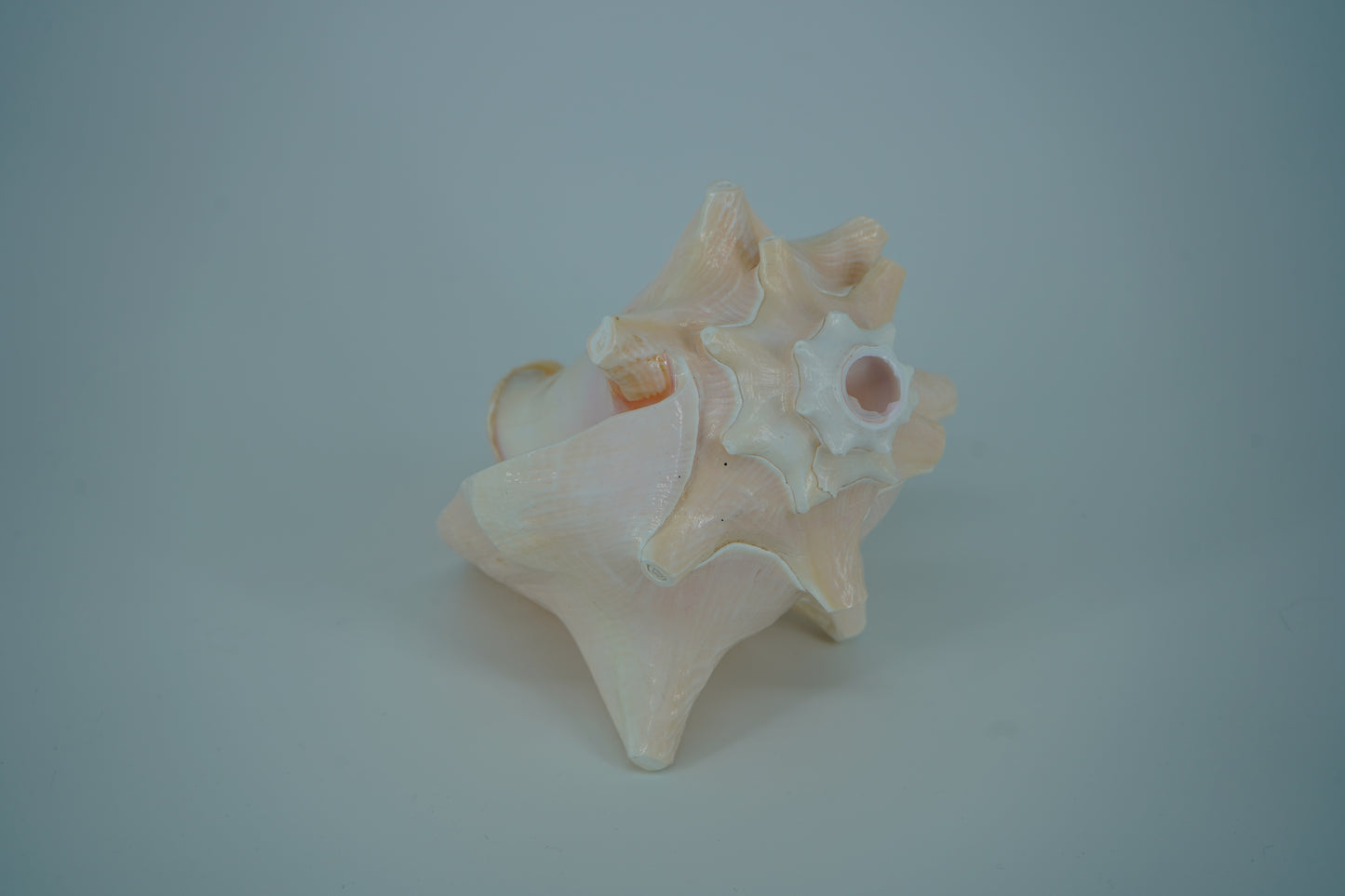 Conch Horn