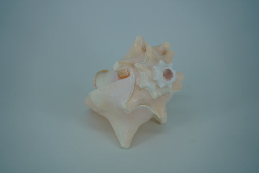 Conch Horn