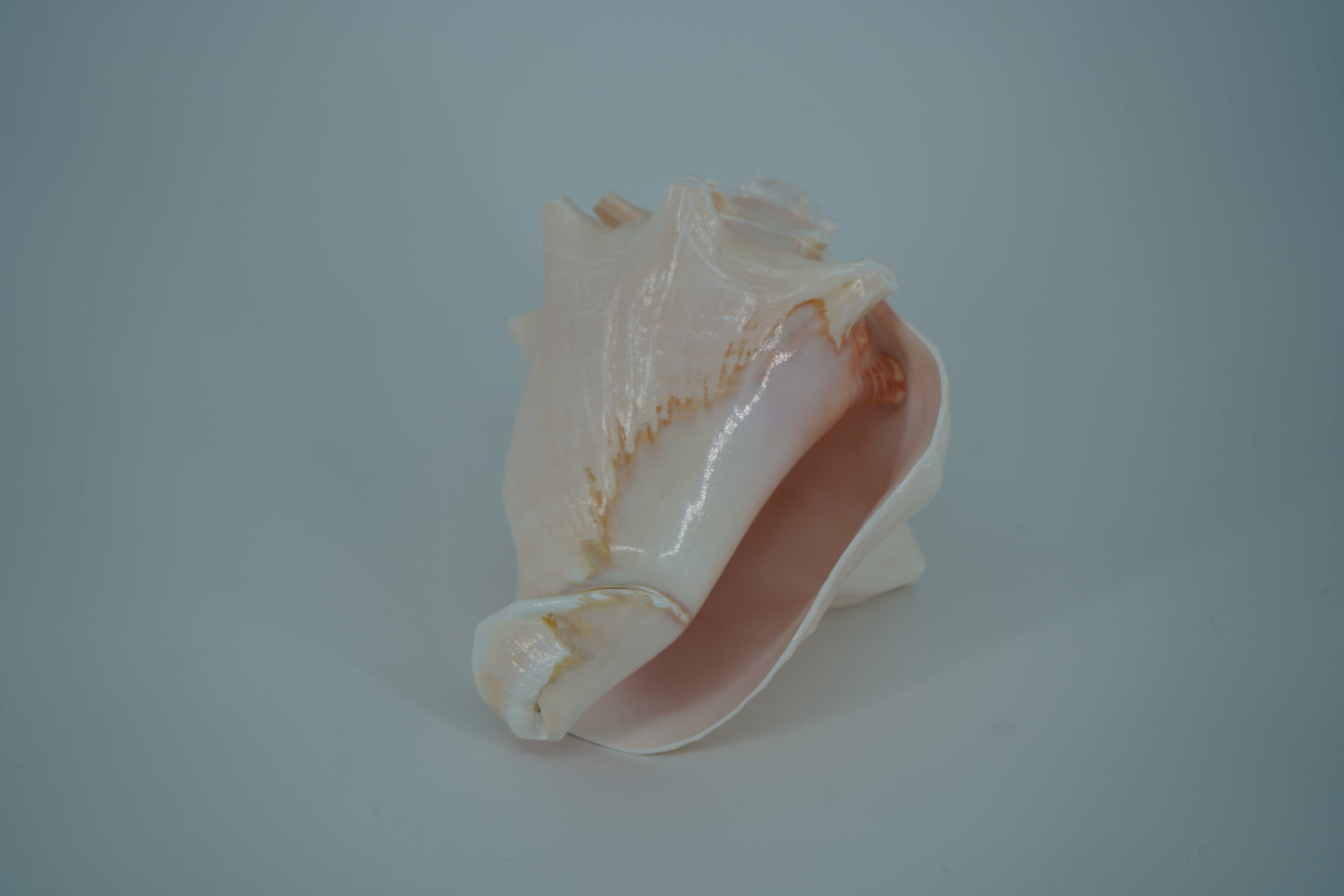 Conch Horn