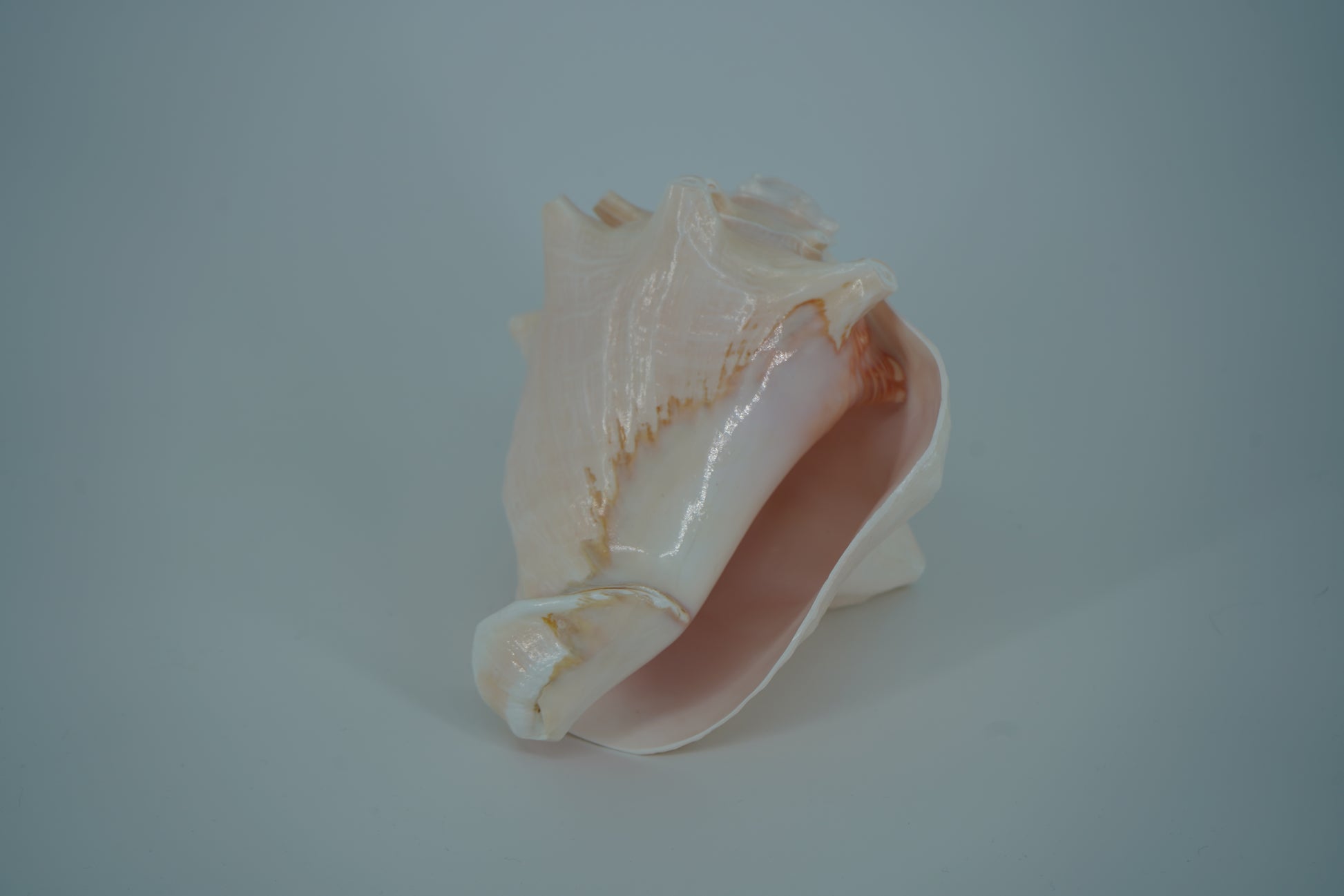 Conch Horn