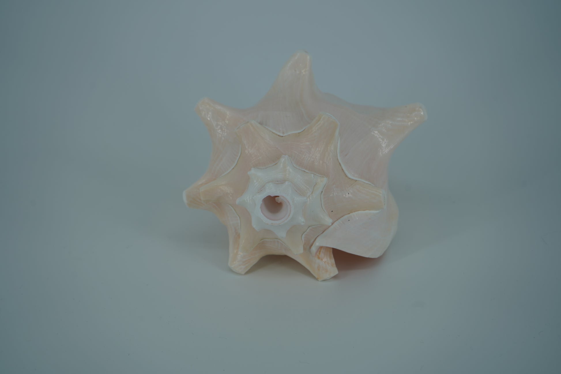 Conch Horn