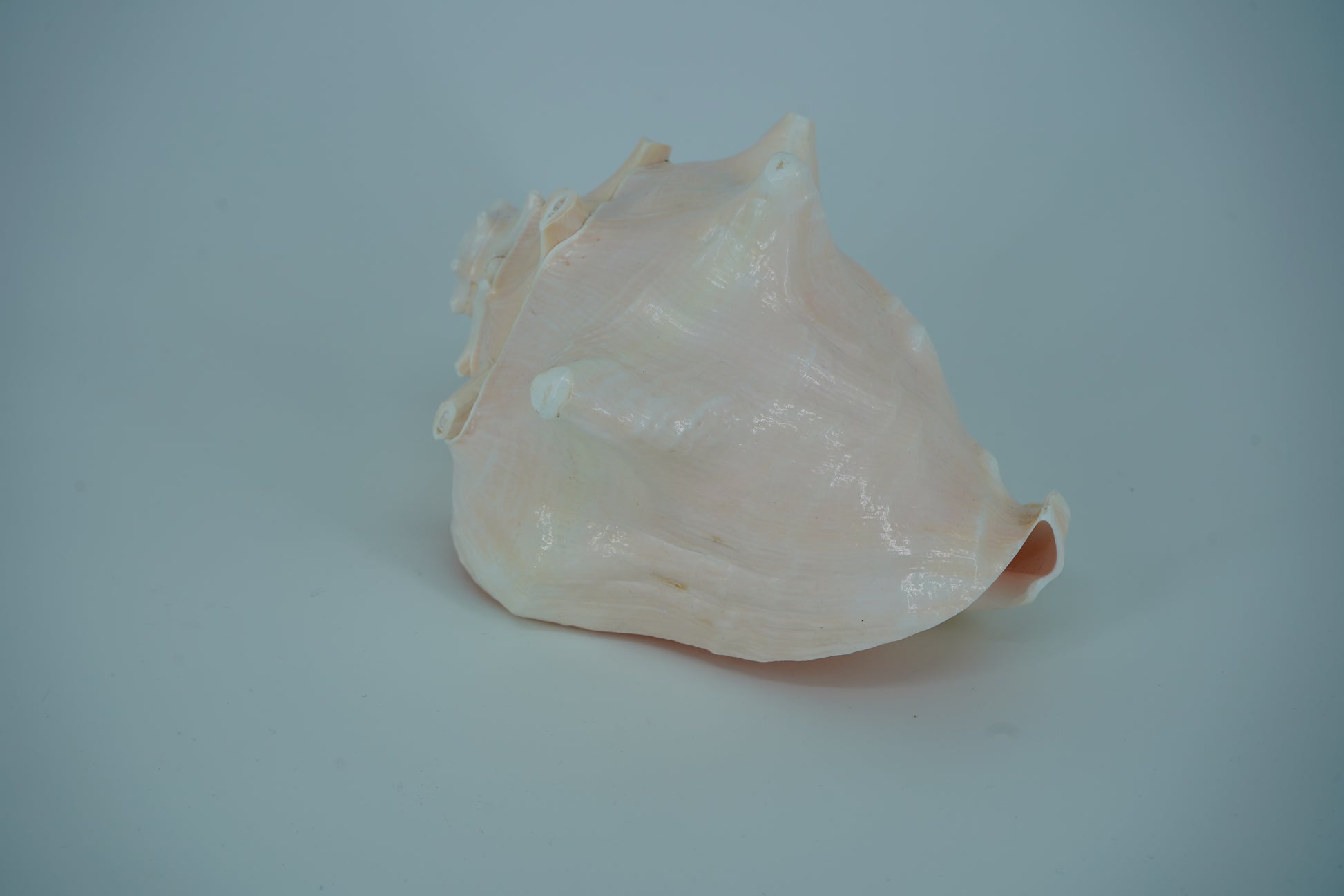Conch Horn