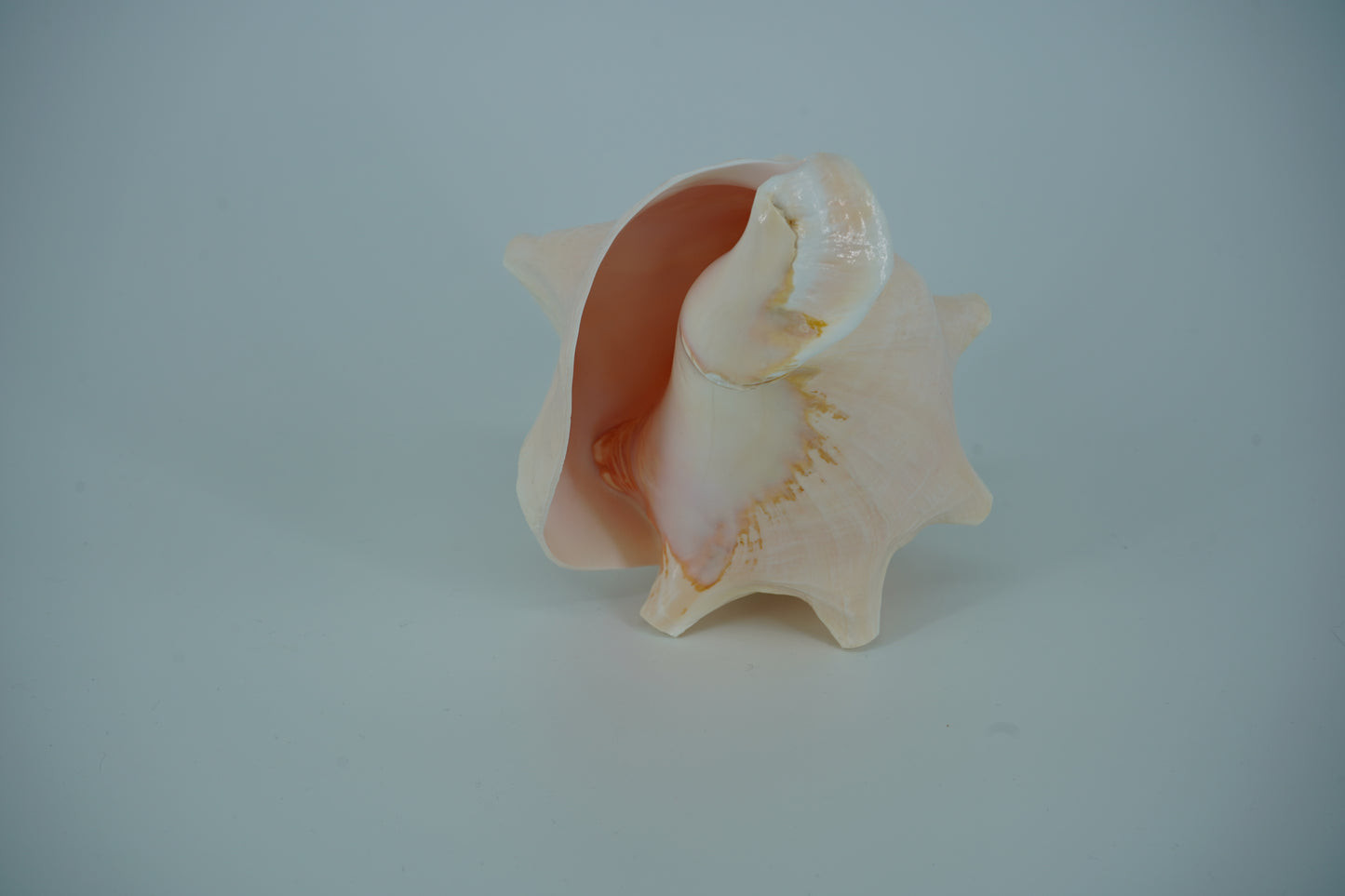 Conch Horn