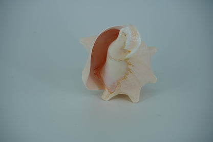 Conch Horn