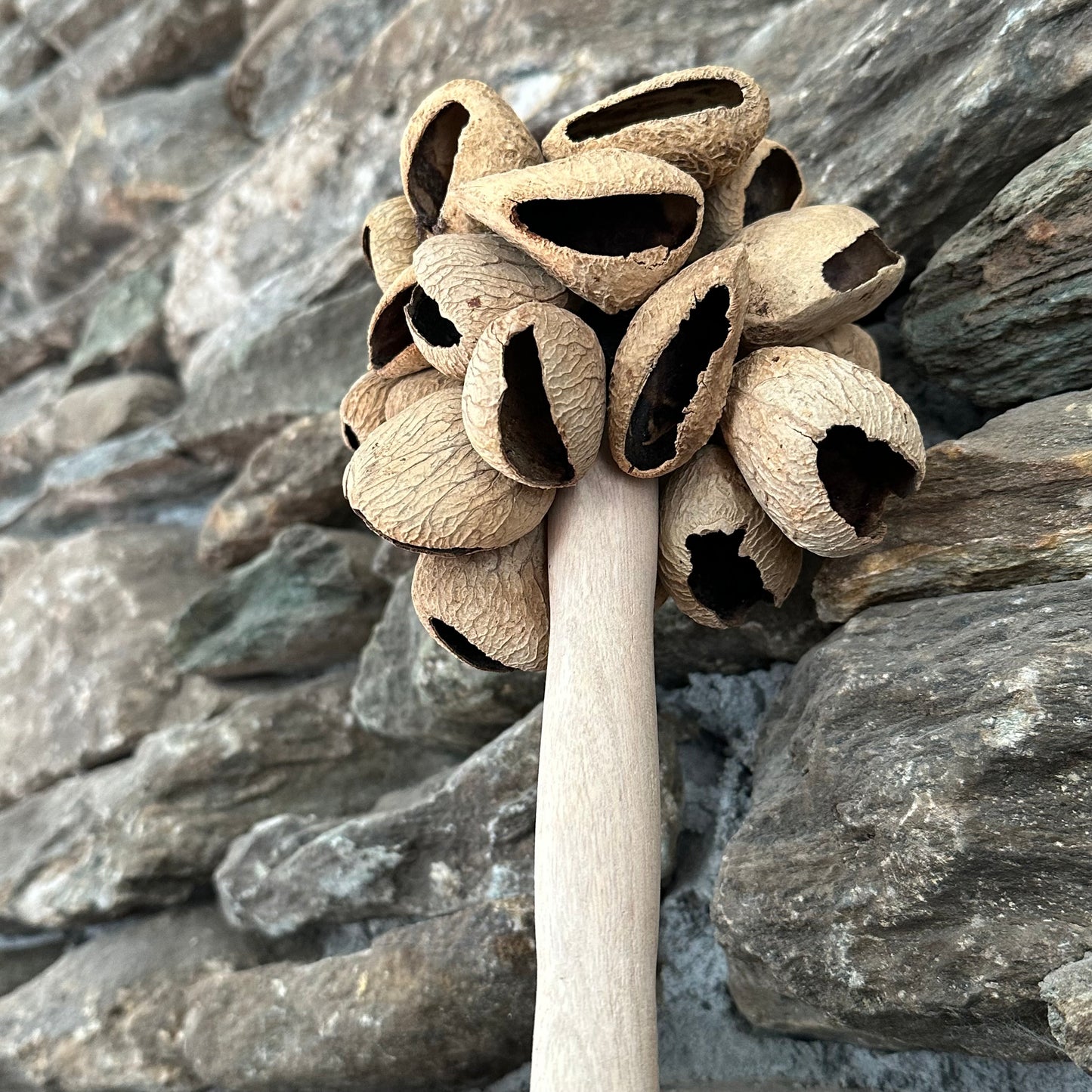 Pangi Seed Hand Rattle