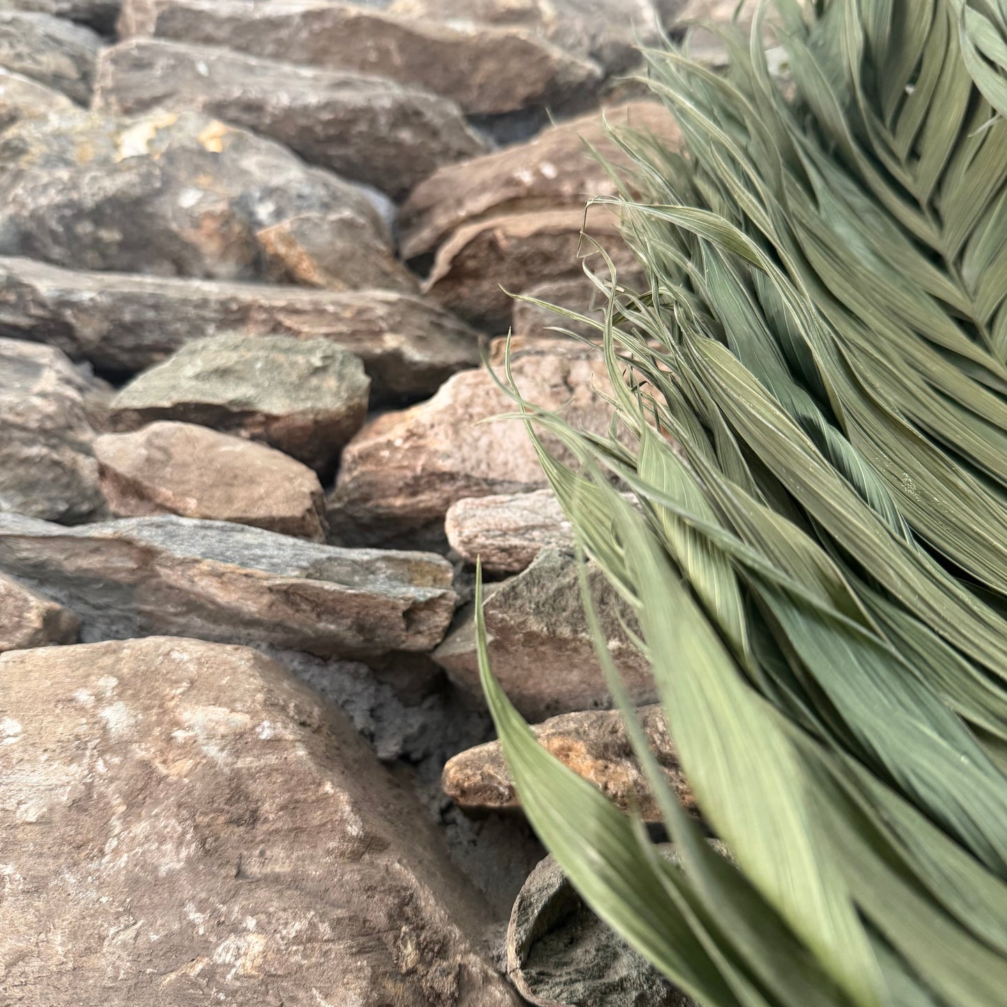 Commodore Palm Chakapa 25" Brown & Tan Fabric with Cream Cord