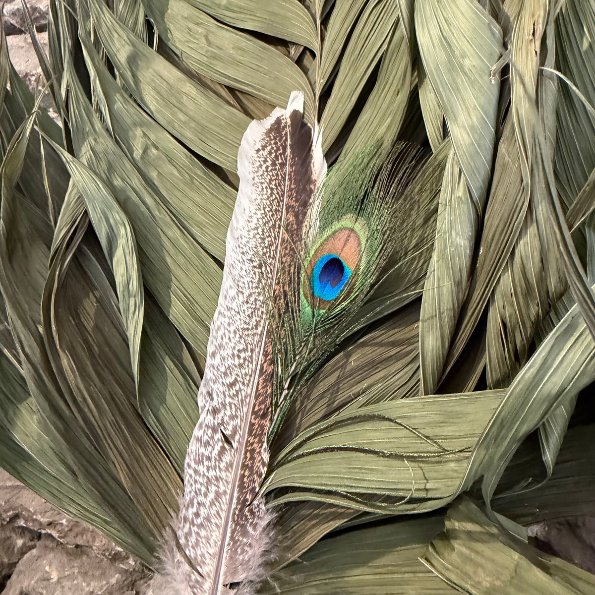 Commodore Palm Chakapa 25" Green with Yellow Cord