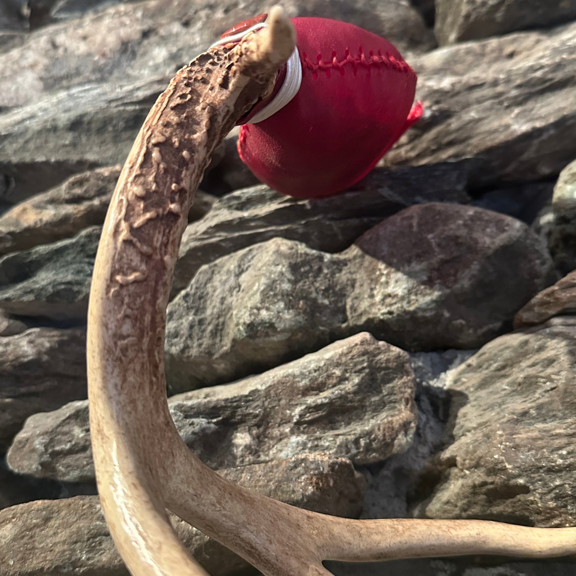 "With the Valkyrie" Antler Rattle 15"