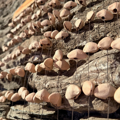 Large Frame Kenari Seed Rattle 168 Seeds on 20" Frame