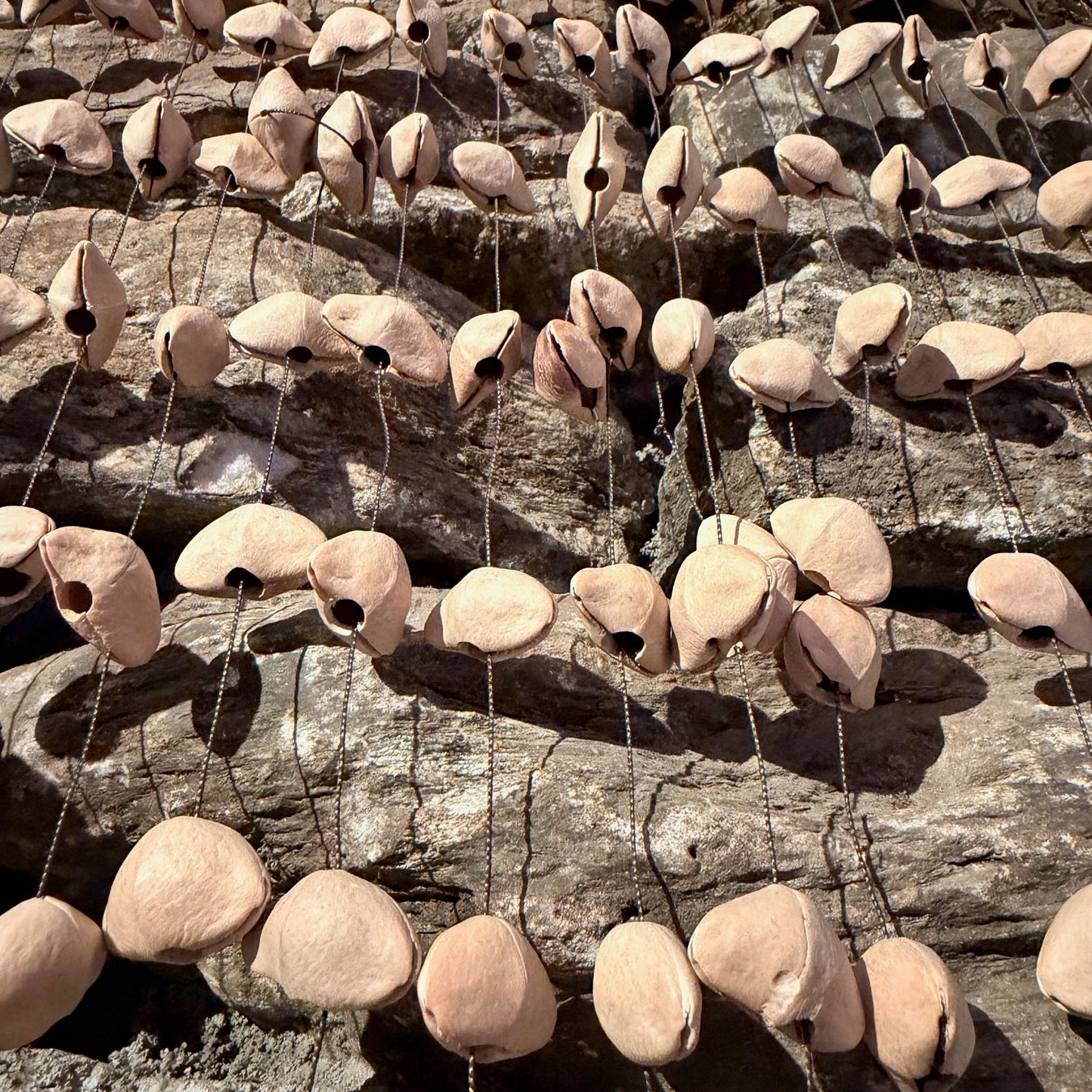 Large Frame Kenari Seed Rattle 168 Seeds on 20" Frame