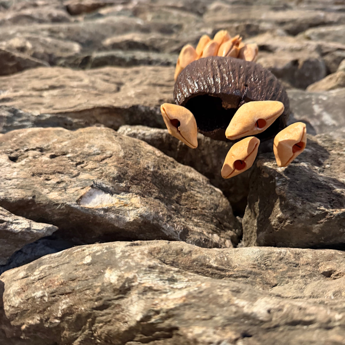 Small Multi Seed Water Shaker 12"